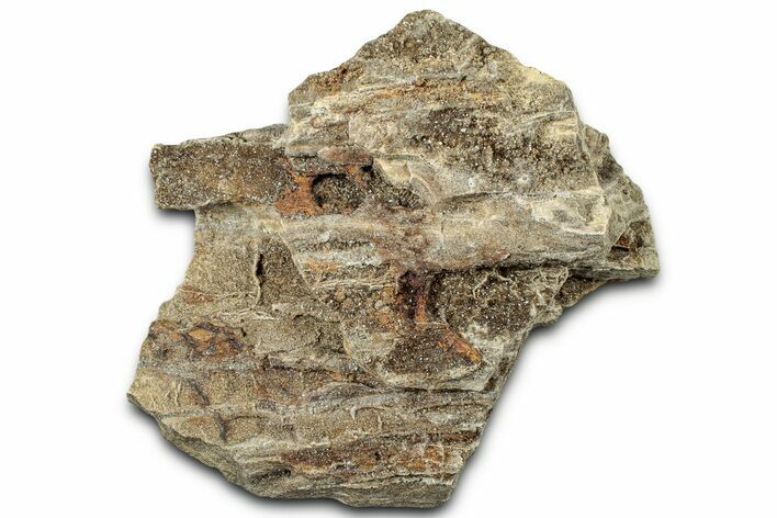 Glittering Petrified Wood with Druzy Quartz - Alabama #325358
